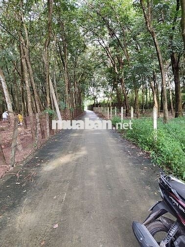 Đất Hòa Lợi gần DH602, dt 2.388m, tc 300m - giá 5.5 tỷ