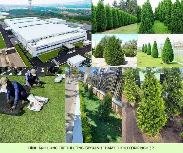 Thi công thảm cỏ cây xanh KCN Bình Dương – Miễn phí khảo sát thiết kế