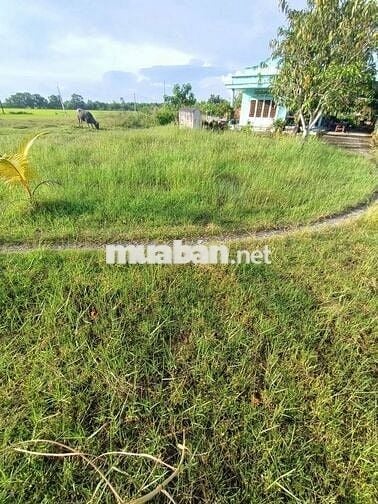 Ra Gấp Đất Thổ Cư 100% 1.304m2 shr tại Hiệp Hòa Tây Ninh