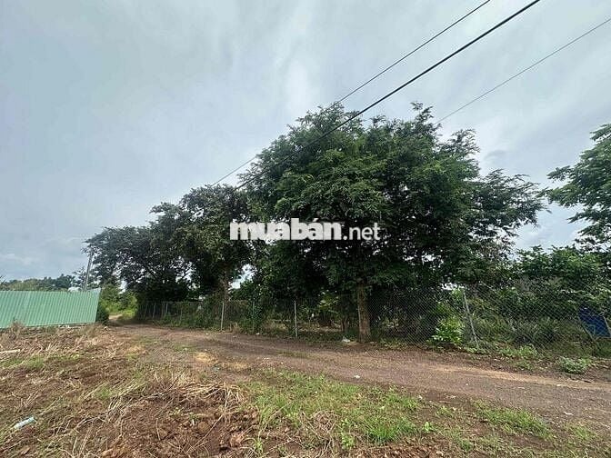 Bán vườn trái cây hàng gòn long khánh cách sân bay long thành 20 phút