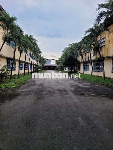 Cho thuê kho 368 triệu,46x 100m mặt tiền nhánh Trần Đại Nghĩa,Tân Kiên