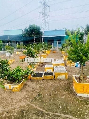 Bán đất đang làm vườn cây ăn trái, Bình Khánh, Cần Giờ