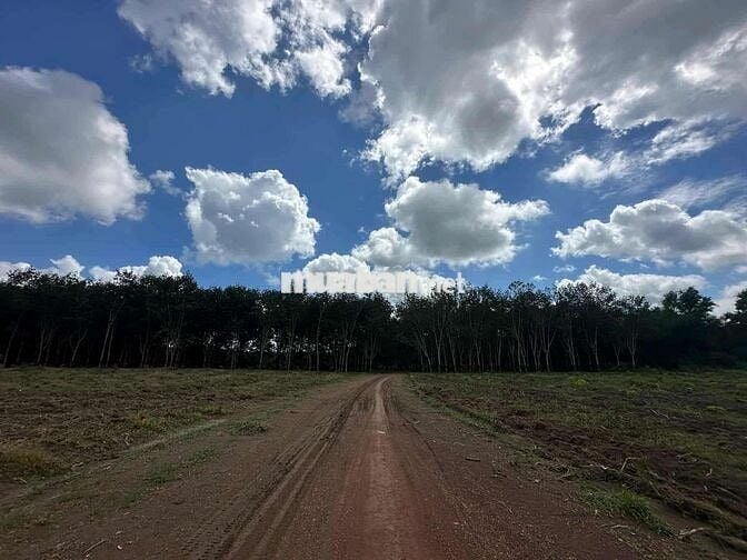 Hơn 3000m2 đất vườn tại Đồng Phú Bình Phước cạnh DT741 giá chỉ 500tr