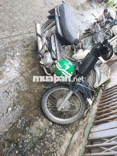 Bán driem lùn nhật