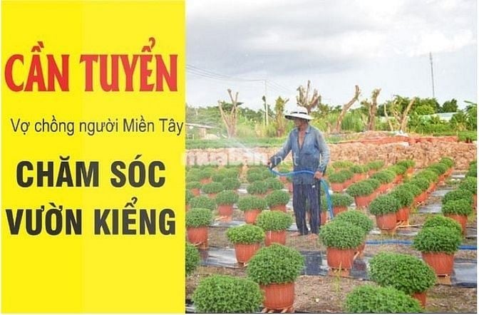 Tuyển Gấp 02 Vợ Chồng Làm Vườn Kiểng Tại Huyện Củ Chi TP.HCM – Bao Ở