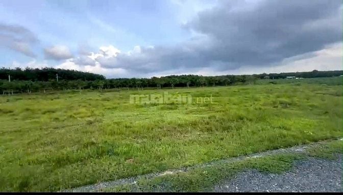 Bán Gấp Lô Đất Đẹp Giá Tốt DT 3.700m² Tại Tân Hòa, Tân Bình, TP. Tây