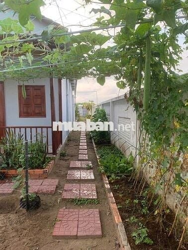 CĂN NHÀ VƯỜN SIÊU RỘNG 570M ĐẸP 900 TRIỆU THƯƠNG LƯỢNG