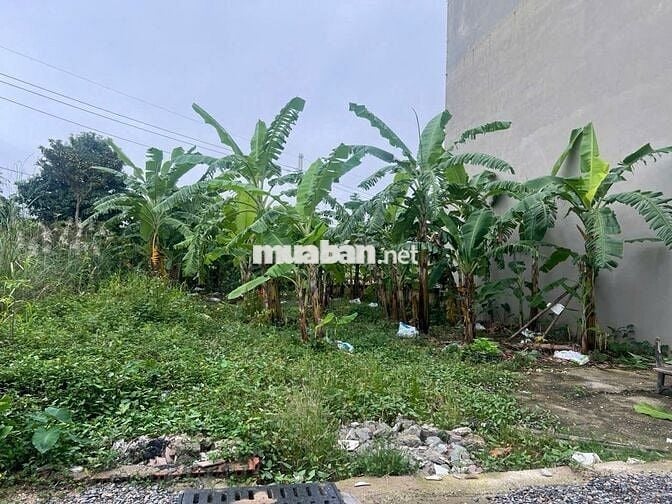 ĐẤT PHÂN MAI CHÂU, ĐẠI ĐỒNG 120M MẶT TIỀN 8M Ô TÔ TRÁNH CHỈ 11.8 TỶ