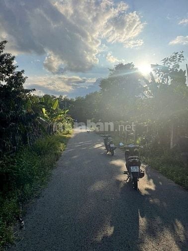 Cần bán 1 sào đất vườn trên đất đang có vườn mít