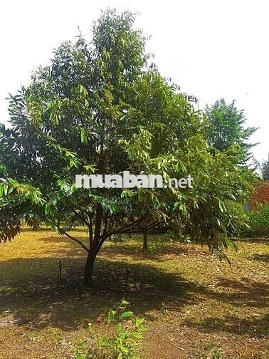 Chủ kẹt tiền gửi em bán gấp vườn sầu riêng siêu phẩm hơn 7200m2