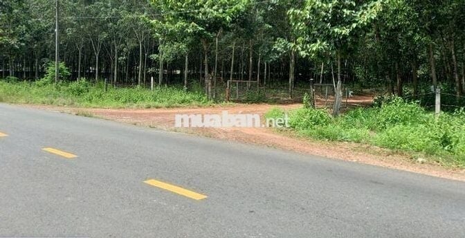 Bán Đất Ở Mặt Tiền Đường DH 519