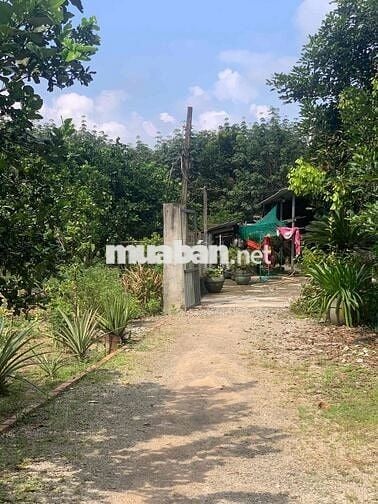 Cần sang lại giá rẻ căn nhà vườn hơn 500m2 để sang Mỹ định cư