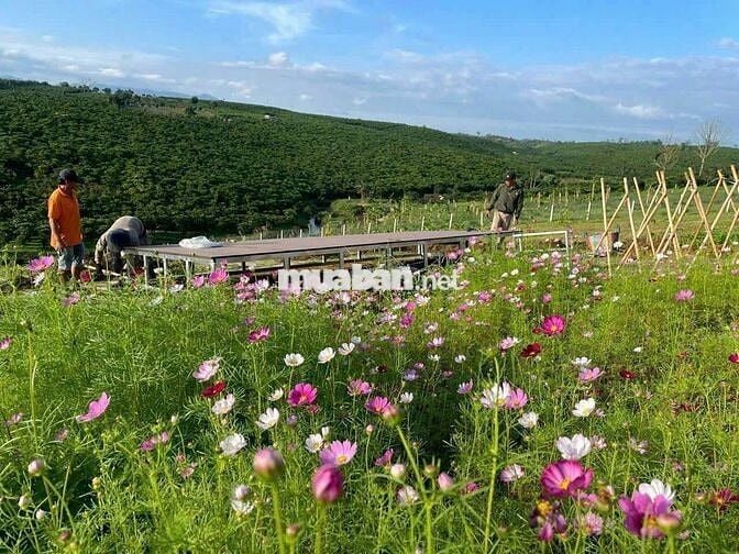 ĐẤT VƯỜN ĐẸP VIEW ĐỒI THÔNG, GIÁP SUỐI SIÊU ĐẸP