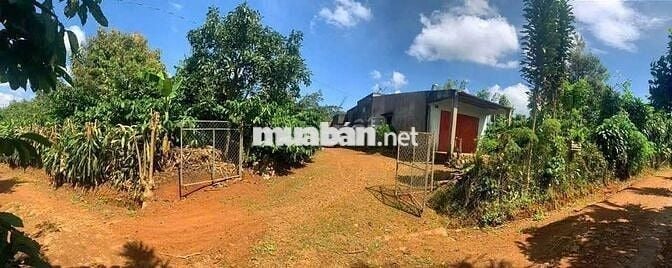 bán Gấp 1000m² có sẵn nhà C4, View vườn siêu mát, giá chỉ 510 triệu!