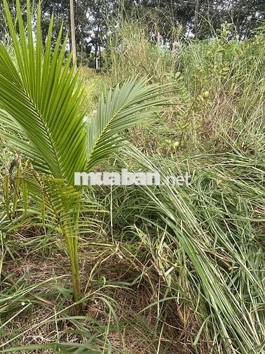 Bán đất vườn giáp hồ Dầu Tiếng