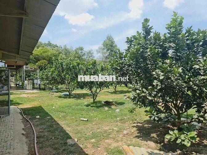 Lô đất vườn 3000m2 có nhà có Thổ cư, ngay TT Chơn Thành, Sổ có sẵn