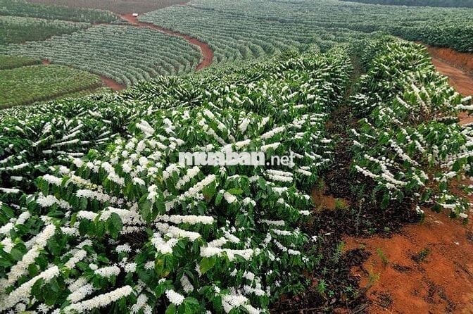 Đất đẹp hiếm – thổ cư 100%, sổ riêng, cách cao tốc & QL20 chỉ 2km