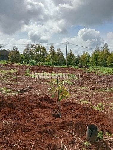 Chính chủ cần bán lô đất trồng sầu riêng  16.000m2( 1 mẫu 6)