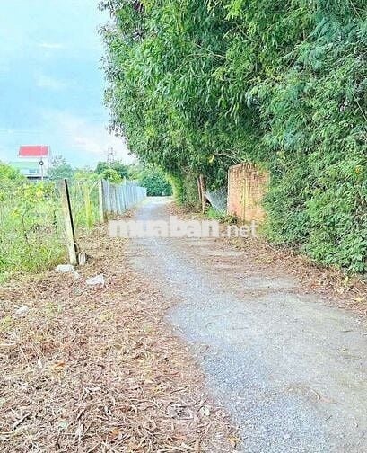 Hàng thơm, còn 1 nền 99.8m2 đất thổ cư đường xe hơi mỹ lộc, 800tr