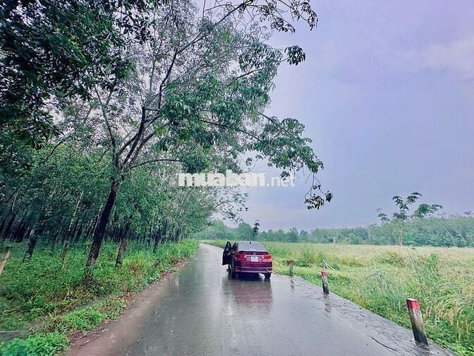 Chủ mới gửi cần bán gấp lô đất ở Minh Thạnh, Dầu Tiếng, 181m2, 270tr.