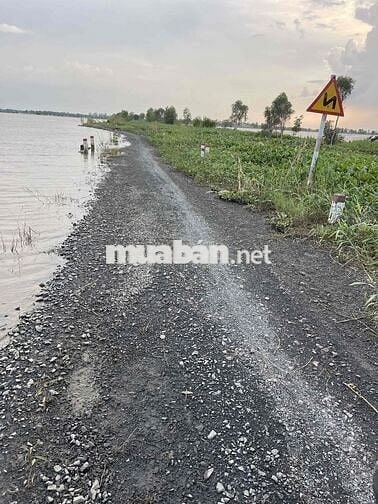 Hơn 6 công đất lúa xã Cẩm Giang