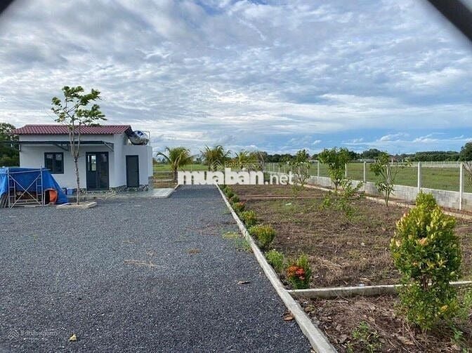 Đất vườn có thổ 1630m2 Đ.Hùng Vương Gò Dầu cách chợ 500m, SHR, 1,5 tỷ