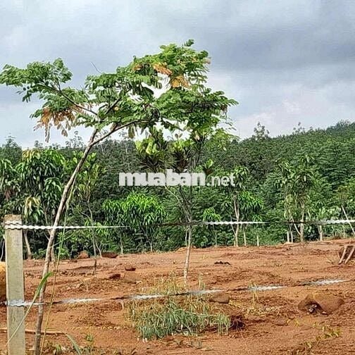 Bán gấp lô đất hơn 2000m2 đất sào ở Bình Phước (20*100) giá chỉ 330tr