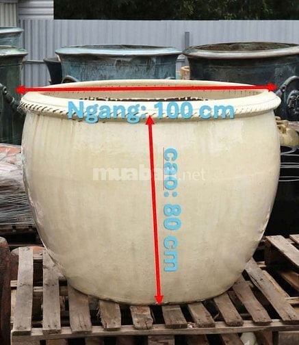 chậu hoa trồng mai hoặc bon sai