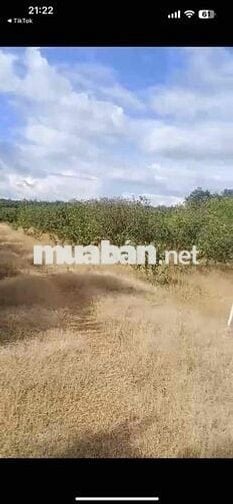 💥Hơn 2,1 ha đất ( 21120 m2 ) Có vườn cam đang cho thu hoạch