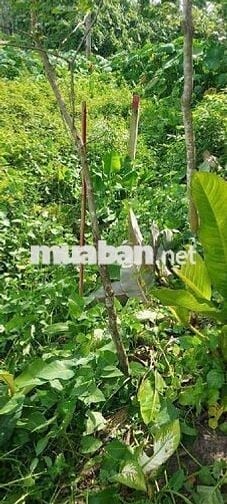 THỮA ĐẤT LỚN GẦN TRUNG TÂM GIÁ BÁNH BÈO