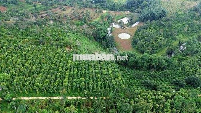 Bán Khu đất siêu đẹp lợi nhuận cao Nam Ban Lâm Hà Lâm Đồng