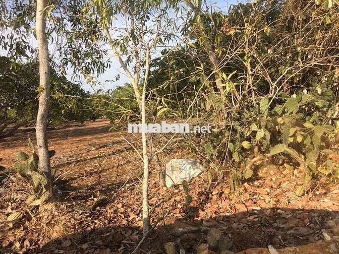 Chính chủ bán lô đất cách đường 715 chỉ 500m, Thiện Nghiệp – Mũi Né