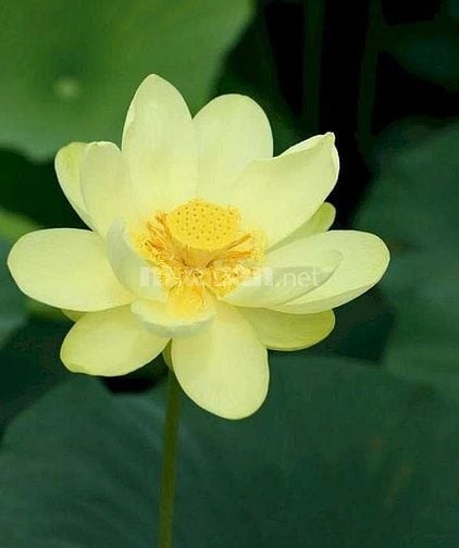 Nhận làm Kế toán trọn gói, Báo cáo thuế, Quyết toán thuế, Hoàn thuế...