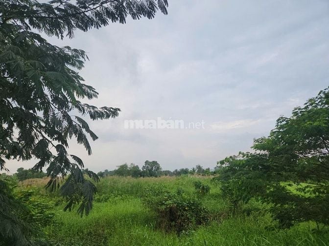 Bán Góc 2MT 1099M2 Thổ Ngay Đường DT830, ngay KCN Long sơn, Giá: 1.9Tỷ