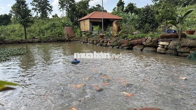 cẩn Bán 2 lô đất View sông Cần Giờ 5.000m2 và 3.300m2 giá 2tr/m2