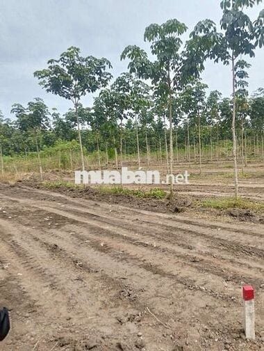 Bán đất trung tâm thị trấn tân phú