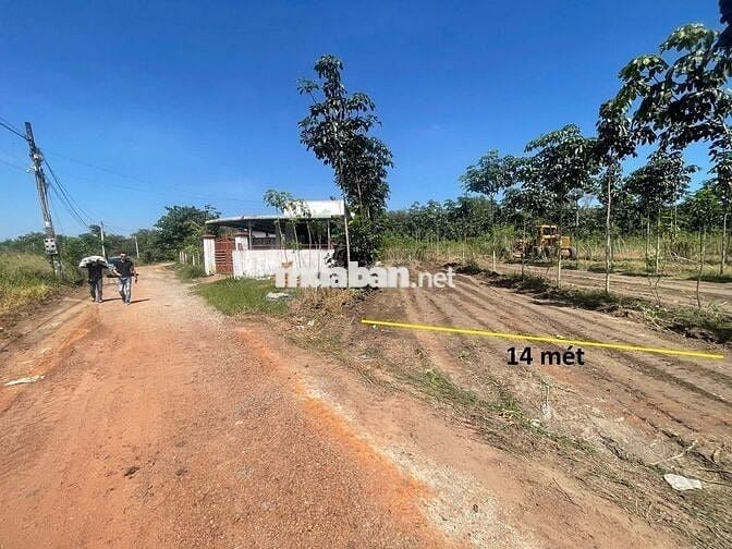 1100m2 cao su có 100m2 Ở ĐÔ THỊ, cách Khu Sinh thái hồ Suối Giai 1km