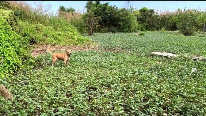 Nhượng đất Nguyễn Thị Định, P.Cát Lái, TPThủ Đức nay là phường Cát Lái