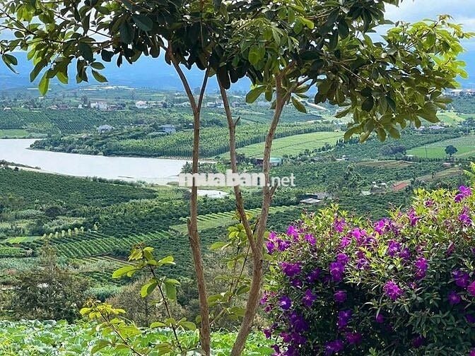 LÂM ĐỒNG VIEW HỒ PHÚC THỌ, 1 000m có 100m thổ CHỈ 849TR