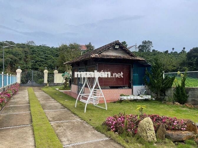 Nhà vườn nghỉ dưỡng ngay khu kiwuki Bảo Lộc DT 1055m2 sẵn 100m thổ cư