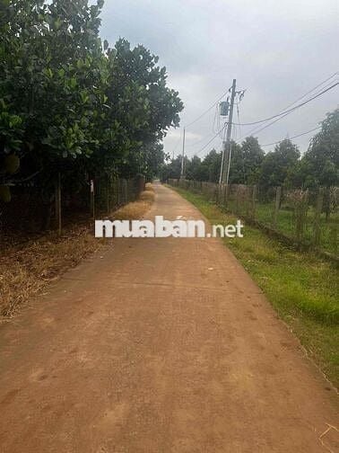 Đất đỏ cẩm mỹ ( Bảo bình cũ ) giá rẻ nhất thị trường