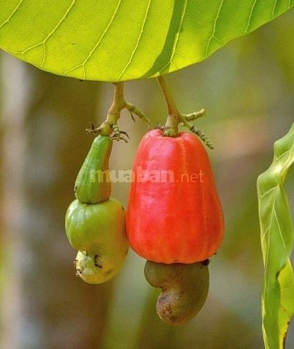 Cơ hội sở hữu vườn điều cổ thụ tạiThống Nhất  1200m2 giá 995tr