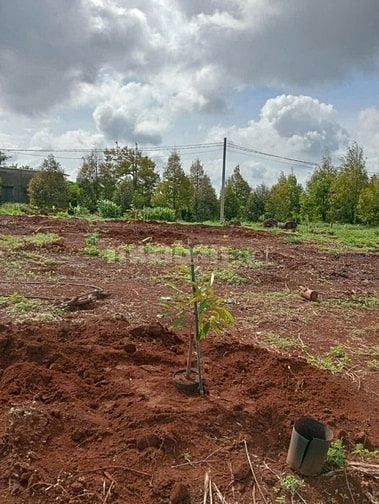 Cần bán đất đỏ đẹp 16000m2 ( 1 mẫu 6) có sầu riêng (CHÍNH CHỦ)