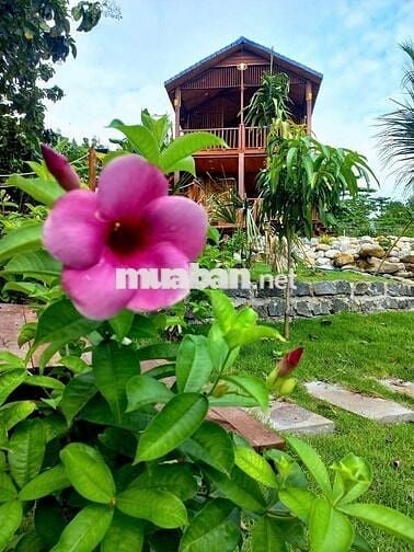 🌿 LÀM HÀNG XÓM VỚI MẢNH VƯỜN GIÁP SUỐI – VIEW HỒ TRỊ AN 850TR/1000M2