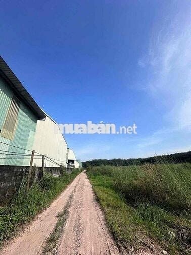 + Bán đất SKC long nguyên Bàu Bàng + DT: 13.121m2 (1,3ha ) + Có SKC 1,
