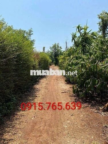 ⚡ SỐNG XANH GIỮA ĐẮK LẮK – CHÍNH CHỦ CẦN BÁN GẤP MẢNH ĐẤT THỔ CƯ