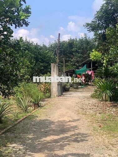 Chuyển về quê sống cần sang lại căn nhà vườn cấp 4 mt đường huyện