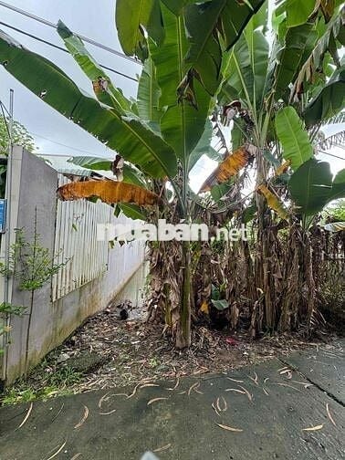 Bán gấp đất chính chủ cách trường Hoạ Mi điểm phụ 100 mét