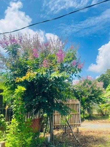 Đất thổ nhà vườn Nhơn Trạch giá rẻ 5,9TY/1900M, oto.SR chính chủ.NGỘP