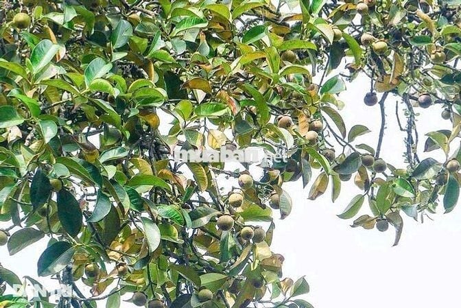 ĐẤT VƯỜN MĂNG CỤT 2145m² KÈM CĂN NHÀ CẤP 4 GIÁ CHỈ 366 TRIỆU